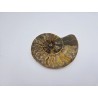 Ammonite Fossile Cleoniceras Ammonite Fossile Cleoniceras