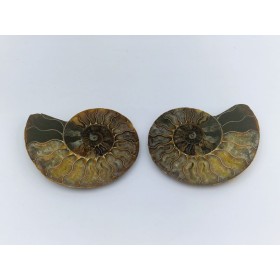Ammonite Cleoniceras sciée en deux