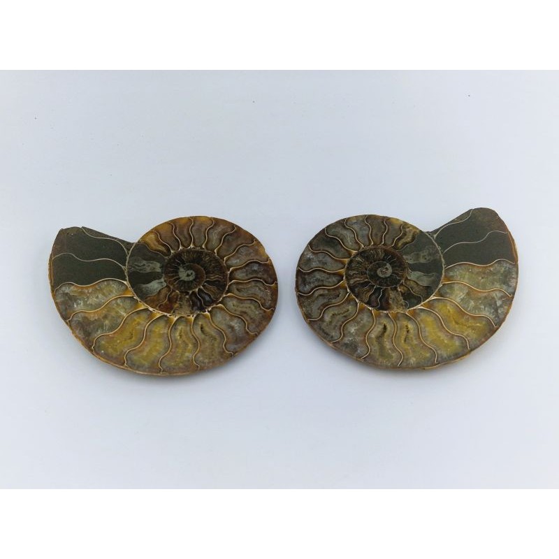 Ammonite Fossile Cleoniceras