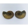 Ammonite Fossile Cleoniceras Ammonite Fossile Cleoniceras