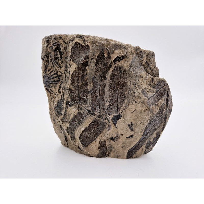Fougère fossile de Montceau les Mines
