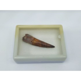 Dent de Spinosaure (Spinosaurus aegyptiacus) 1