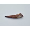 Dent de Spinosaure (Spinosaurus aegyptiacus) 1