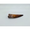Dent de Spinosaure (Spinosaurus aegyptiacus) 1